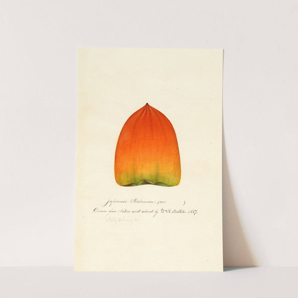 Diospyros: Hachiya by William Henry Prestele