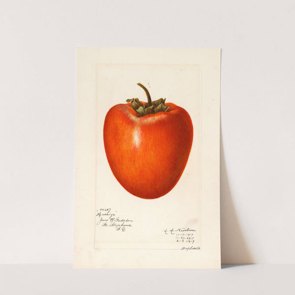 Diospyros: Hachiya by Amanda Almira Newton