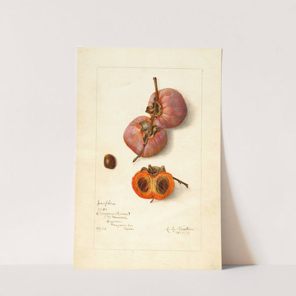 Diospyros: Josephine (1906) by Amanda Almira Newton