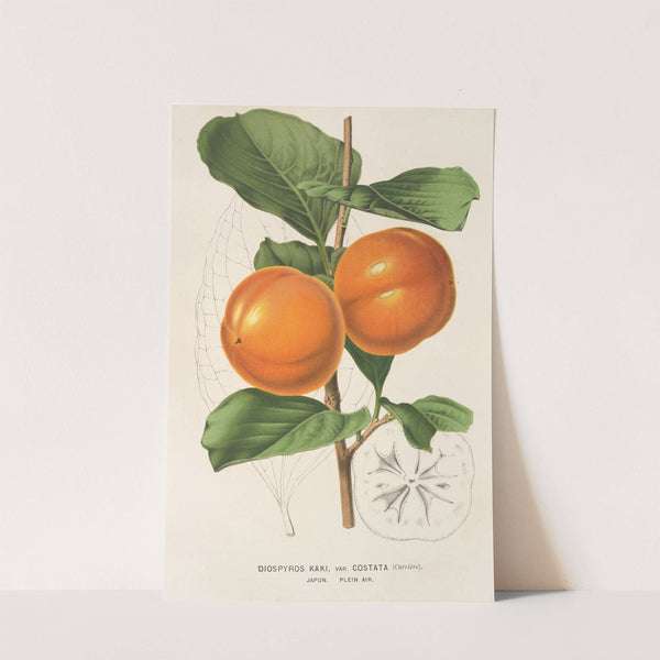 Diospyros Kaki, var. costata (1854-1896) by Charles Antoine Lemaire