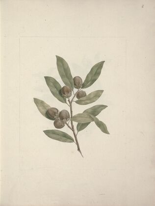 Diospyros mespiliformis A. DC. (African Ebony)