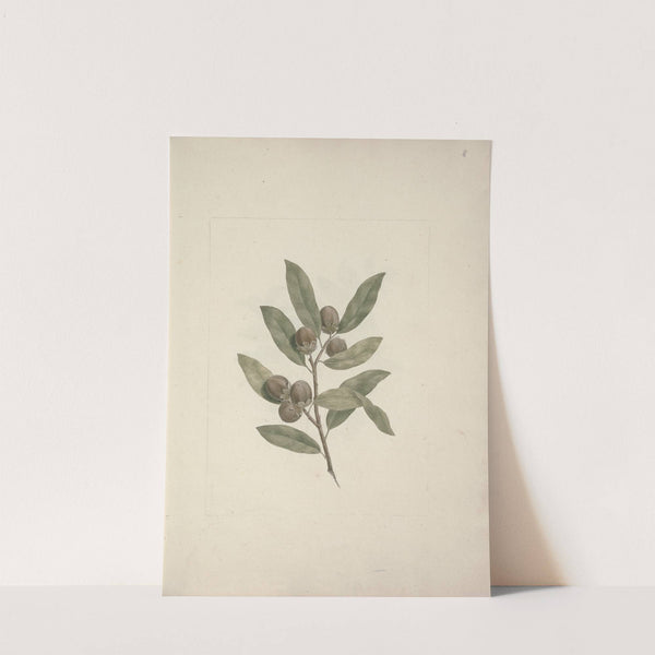 Diospyros mespiliformis A. DC. (African Ebony) by Luigi Balugani