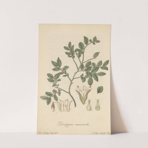 Diospyros vaccinioides by William Jackson Hooker