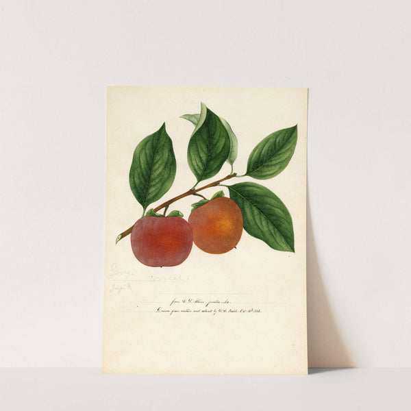 Diospyros: Zengi by William Henry Prestele