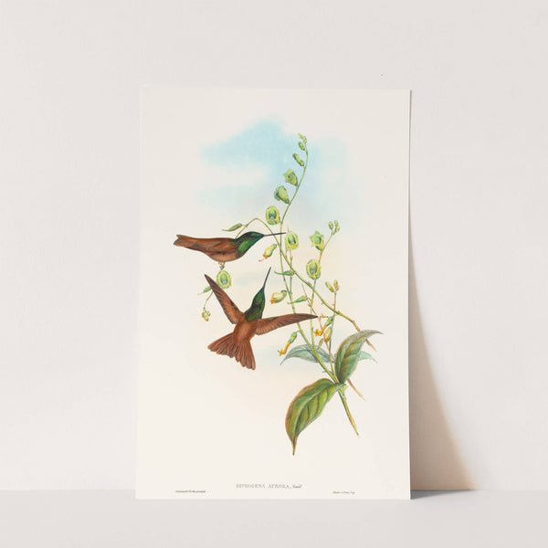 Diphogena aurora (Gould's Rainbow) by John Gould