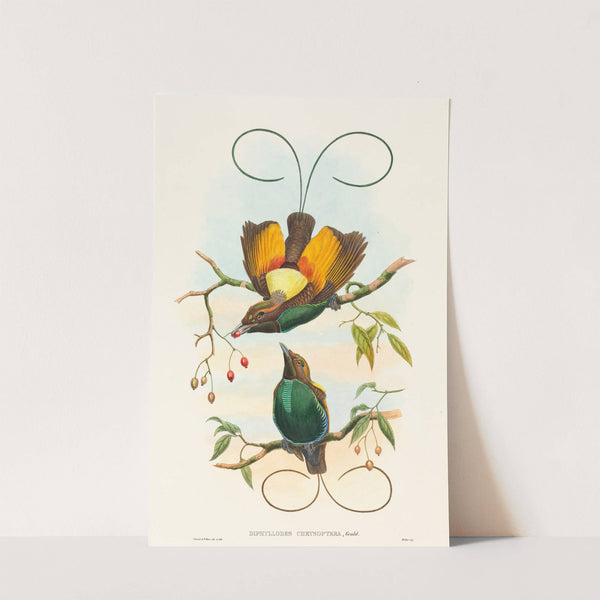 Diphyllodes chrysoptera (Magnificent Bird of Paradise) by John Gould