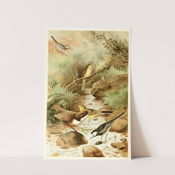 Dipper, Pied Wagtail and Yellow Wagtail (1893-1896) by Pierre Jacques Smit
