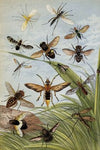 Diptera