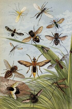 Diptera