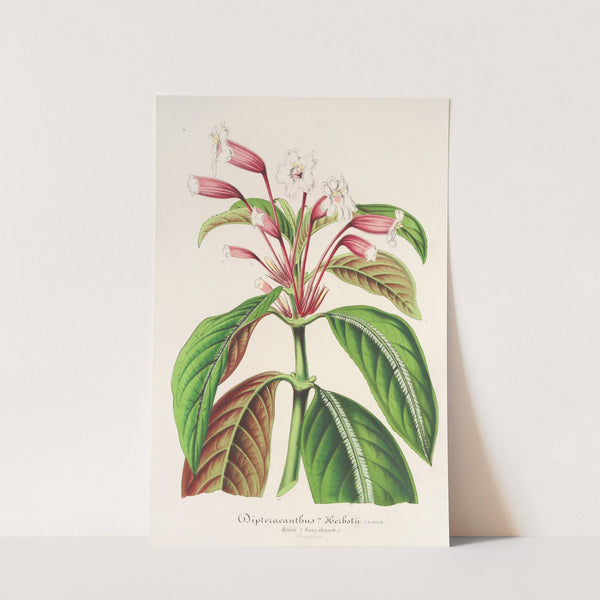 Dipteracanthus Herbstii by Charles Antoine Lemaire