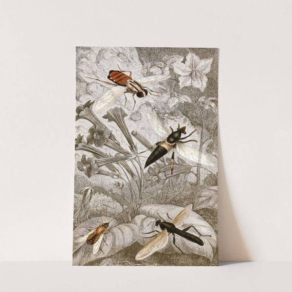 Dipteres Pl. XXI by Jules Rothschild