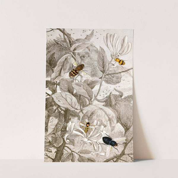 Dipteres Pl. XXIV by Jules Rothschild