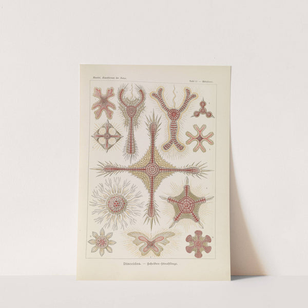 Discoidea. - Scheiben-Strahlinge by Ernst Haeckel