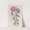 Discoloured Calandrinia (1815-1819) by Sydenham Edwards