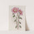 Discoloured Calandrinia (1815-1819) by Sydenham Edwards