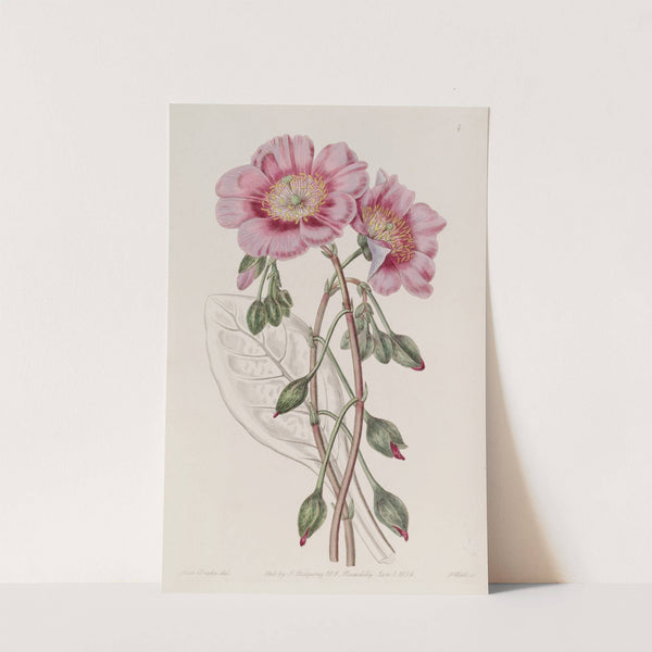 Discoloured Calandrinia (1815-1819) by Sydenham Edwards
