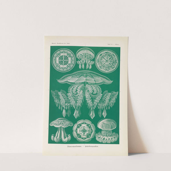 Discomedusae. - Scheibenquallen by Ernst Haeckel