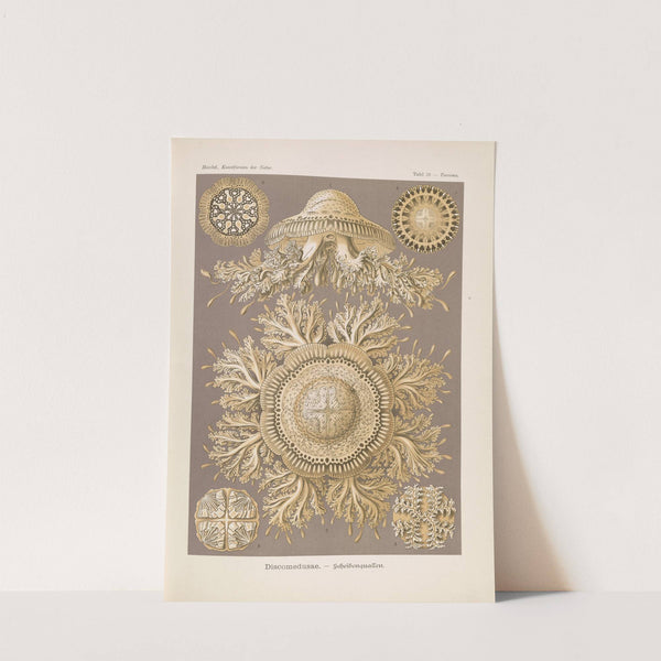 Discomedusae. - Scheibenquallen by Ernst Haeckel