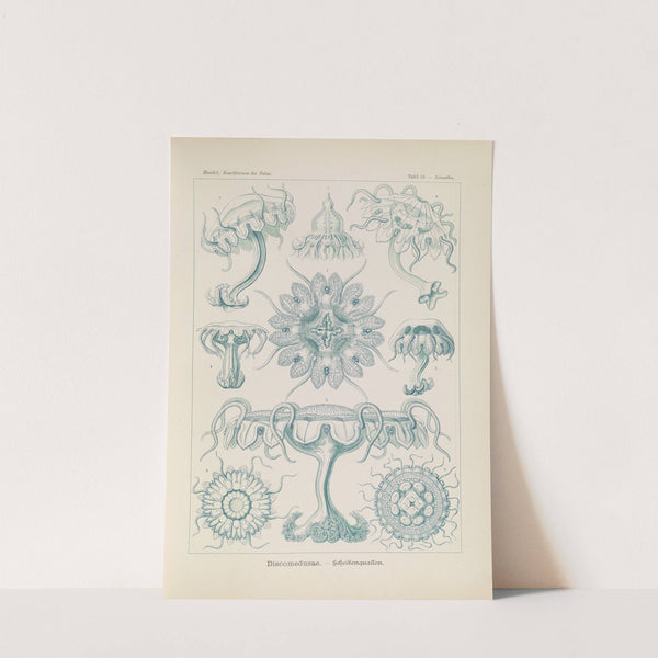 Discomedusae. - Scheibenquallen by Ernst Haeckel