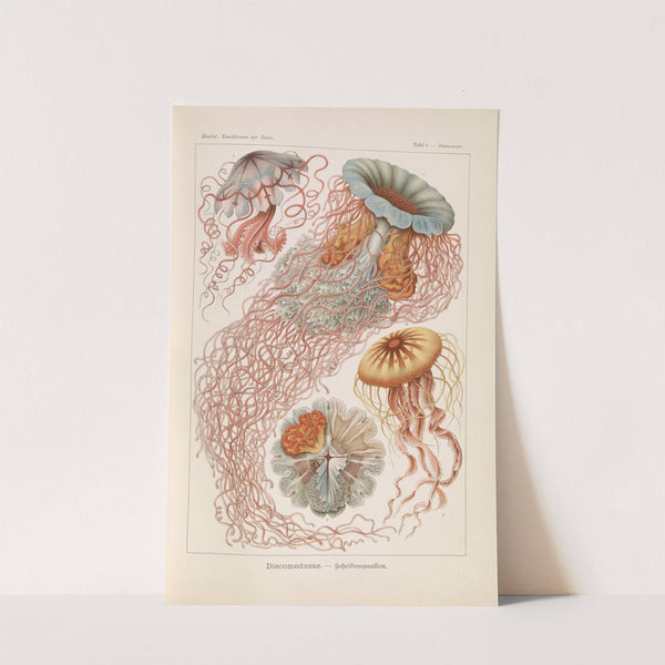 Discomedusae. - Schweibenquallen by Ernst Haeckel