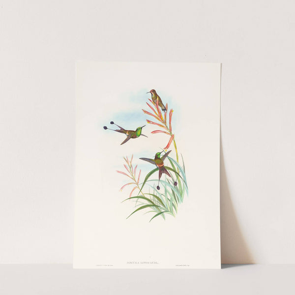 Discura longicauda (Racket-Tail) by John Gould