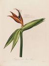 Dissection of the Queen Flower (1799–1810)