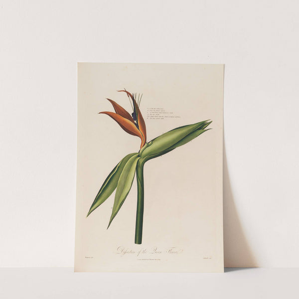 Dissection of the Queen Flower (1799–1810) by Robert John Thornton