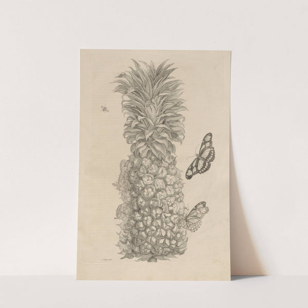 Dissertatio de generatione et metamorphosibus insectorum surinamensium Pl.02 (1726) by Maria Sibylla Merian