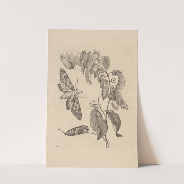 Dissertatio de generatione et metamorphosibus insectorum surinamensium Pl.03 (1726) by Maria Sibylla Merian