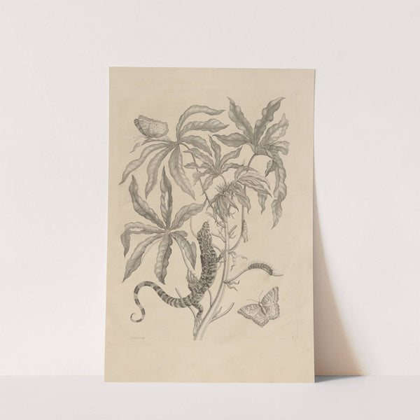 Dissertatio de generatione et metamorphosibus insectorum surinamensium Pl.04 (1726) by Maria Sibylla Merian