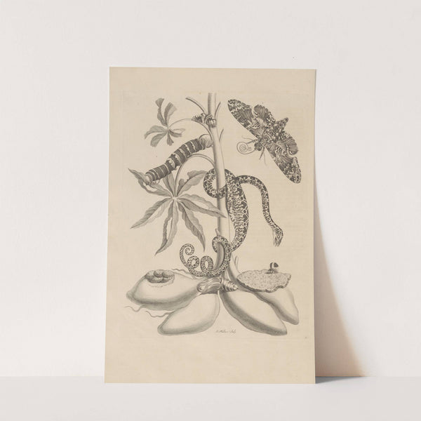 Dissertatio de generatione et metamorphosibus insectorum surinamensium Pl.05 (1726) by Maria Sibylla Merian