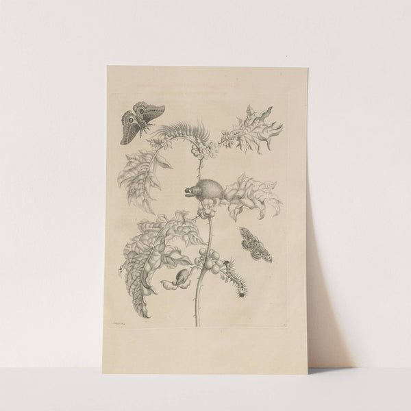 Dissertatio de generatione et metamorphosibus insectorum surinamensium Pl.06 (1726) by Maria Sibylla Merian