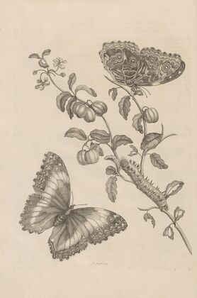 Dissertatio de generatione et metamorphosibus insectorum surinamensium Pl.07