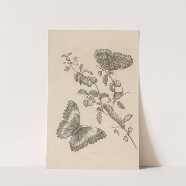 Dissertatio de generatione et metamorphosibus insectorum surinamensium Pl.07 (1726) by Maria Sibylla Merian