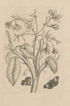 Dissertatio de generatione et metamorphosibus insectorum surinamensium Pl.08