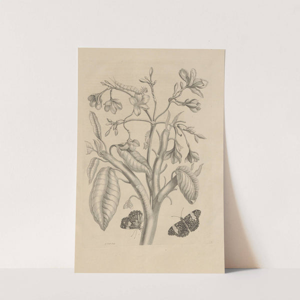 Dissertatio de generatione et metamorphosibus insectorum surinamensium Pl.08 (1726) by Maria Sibylla Merian