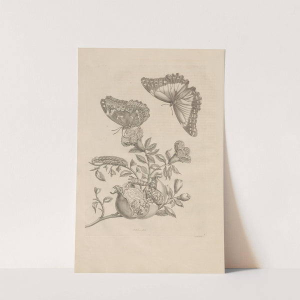 Dissertatio de generatione et metamorphosibus insectorum surinamensium Pl.09 (1726) by Maria Sibylla Merian