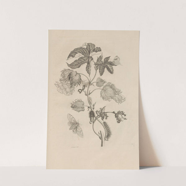 Dissertatio de generatione et metamorphosibus insectorum surinamensium Pl.10 (1726) by Maria Sibylla Merian