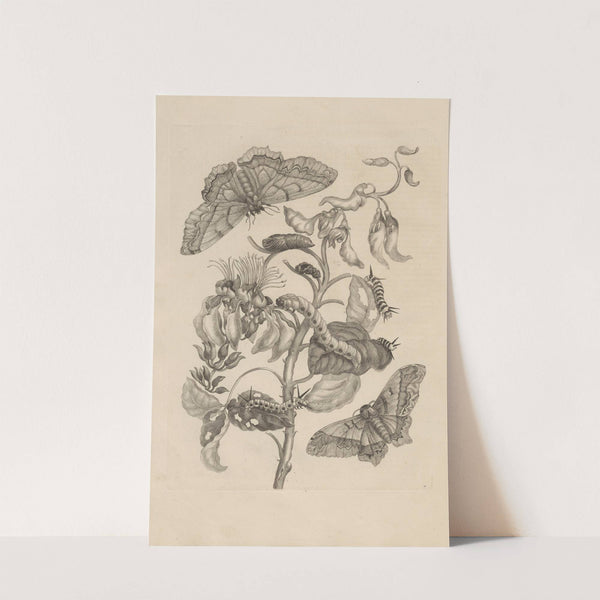 Dissertatio de generatione et metamorphosibus insectorum surinamensium Pl.11 (1726) by Maria Sibylla Merian