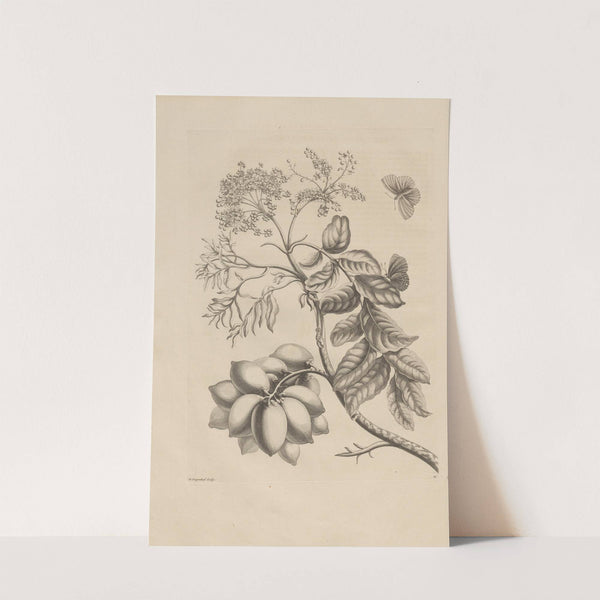 Dissertatio de generatione et metamorphosibus insectorum surinamensium Pl.13 (1726) by Maria Sibylla Merian