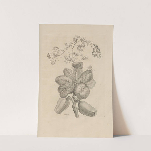 Dissertatio de generatione et metamorphosibus insectorum surinamensium Pl.16 (1726) by Maria Sibylla Merian