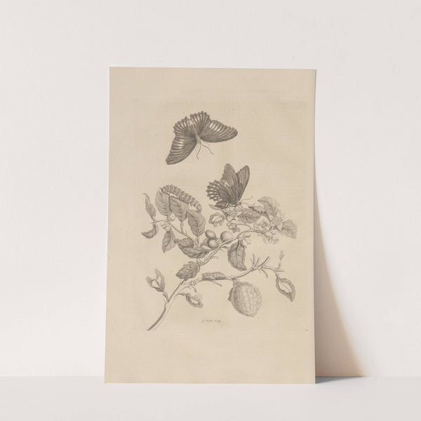 Dissertatio de generatione et metamorphosibus insectorum surinamensium Pl.17 (1726) by Maria Sibylla Merian