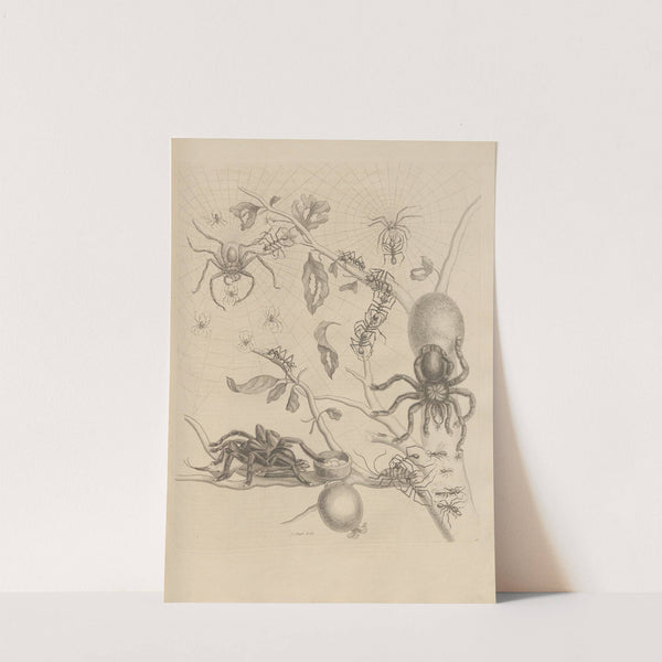 Dissertatio de generatione et metamorphosibus insectorum surinamensium Pl.18 (1726) by Maria Sibylla Merian