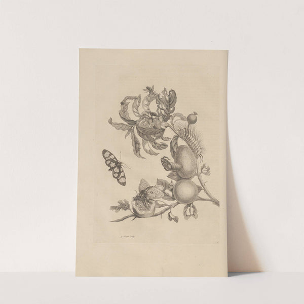 Dissertatio de generatione et metamorphosibus insectorum surinamensium Pl.19 (1726) by Maria Sibylla Merian