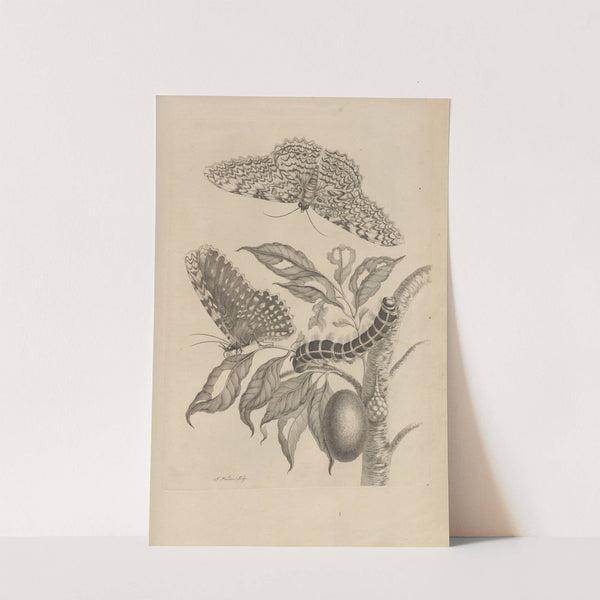 Dissertatio de generatione et metamorphosibus insectorum surinamensium Pl.20 (1726) by Maria Sibylla Merian