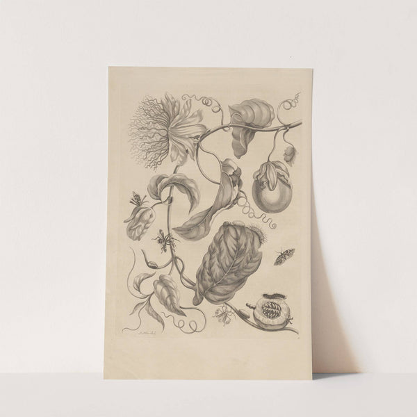 Dissertatio de generatione et metamorphosibus insectorum surinamensium Pl.21 (1726) by Maria Sibylla Merian