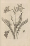 Dissertatio de generatione et metamorphosibus insectorum surinamensium Pl.22