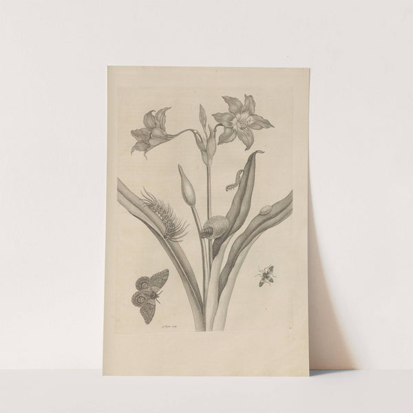 Dissertatio de generatione et metamorphosibus insectorum surinamensium Pl.22 (1726) by Maria Sibylla Merian