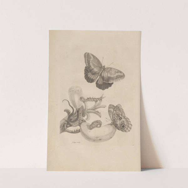 Dissertatio de generatione et metamorphosibus insectorum surinamensium Pl.23 (1726) by Maria Sibylla Merian