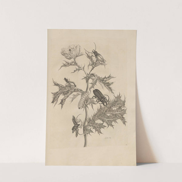 Dissertatio de generatione et metamorphosibus insectorum surinamensium Pl.24 (1726) by Maria Sibylla Merian